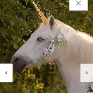 Meet your Posher, Carol